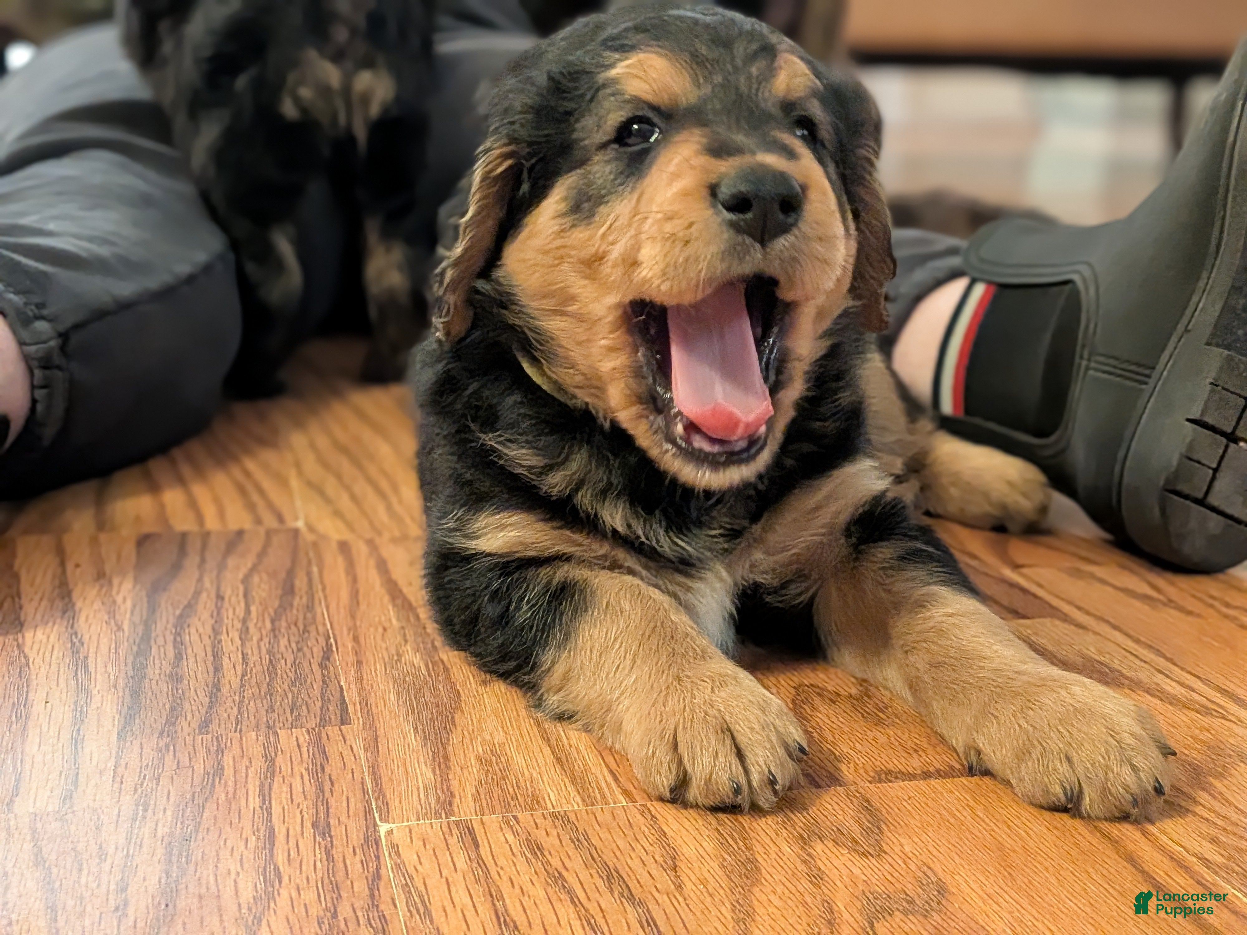Mixed Breed dogs Mort - Ad 27