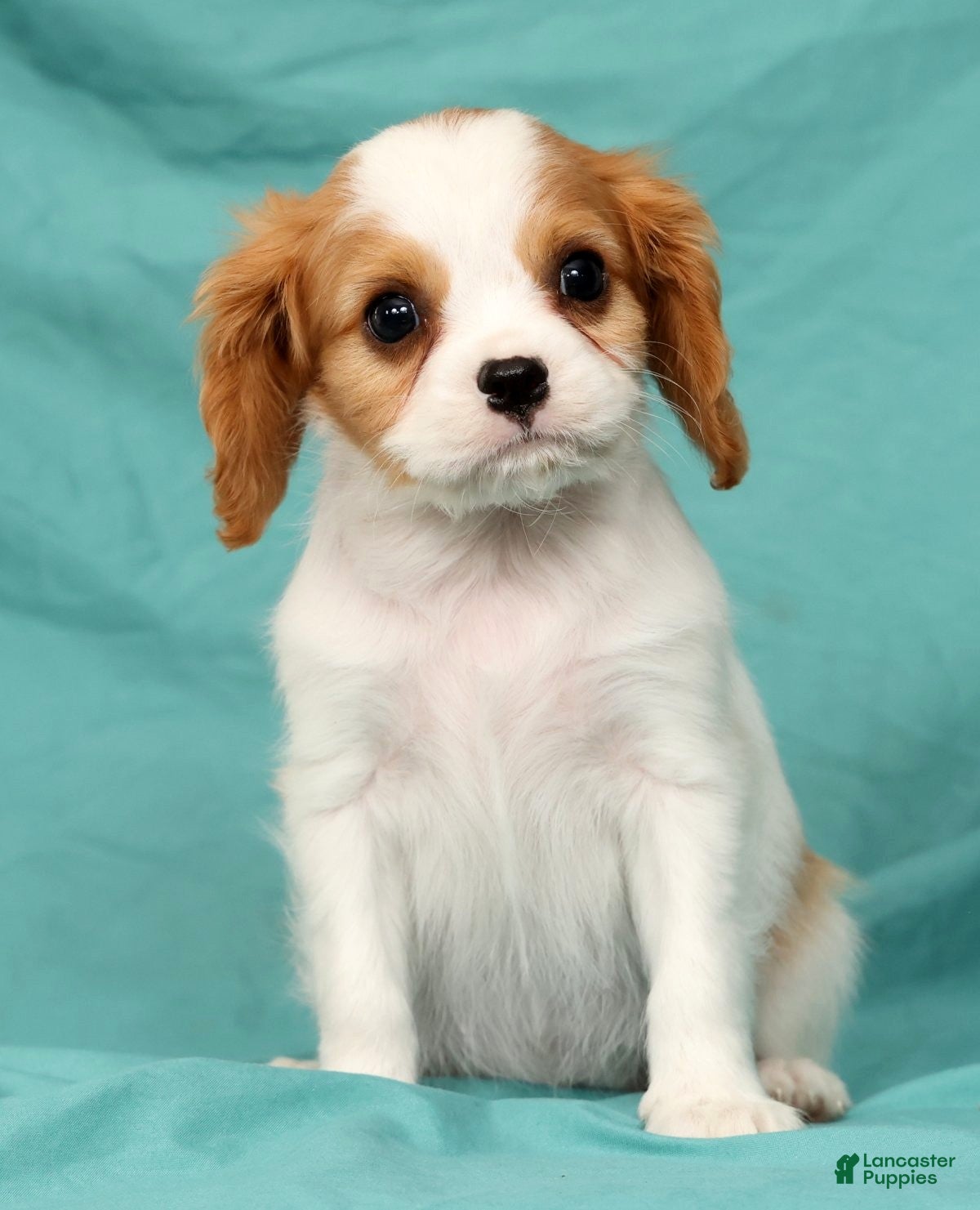 Cavalier King Charles Spaniel dogs Nash - Ad 2