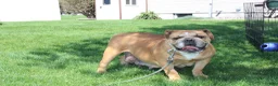 English Bulldog dogs for sale: Debbi - Ad 7
