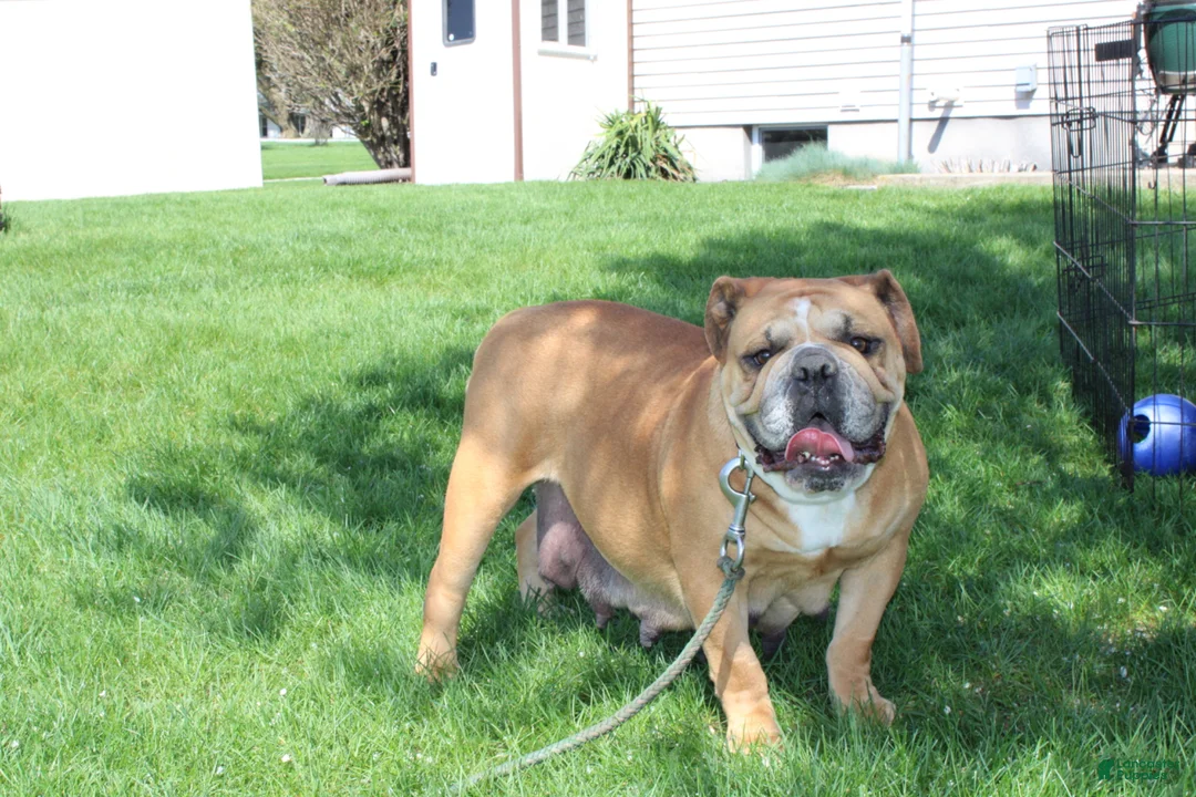 English Bulldog dogs for sale: Debbi - Ad 7