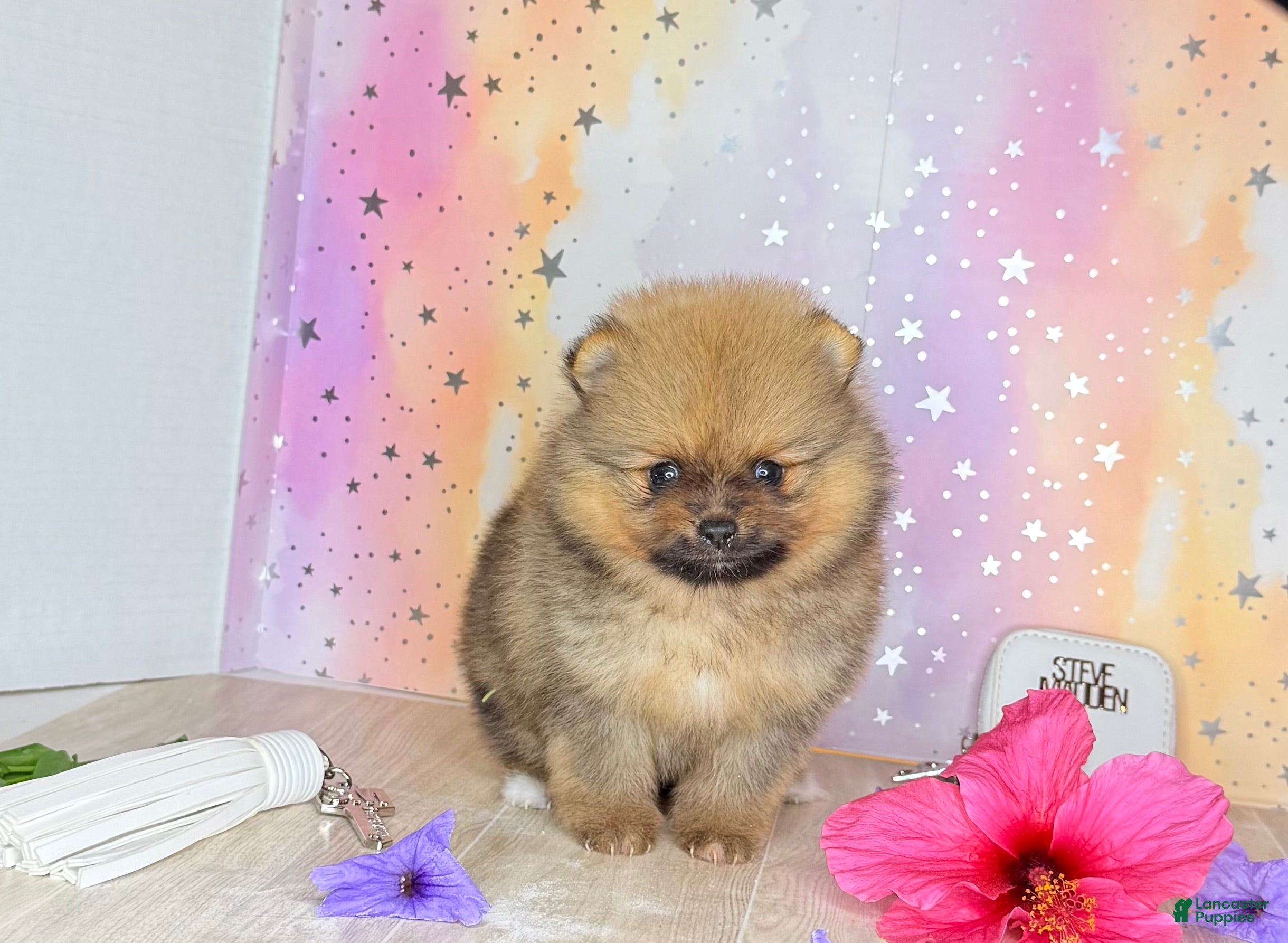 Pomeranian dogs Pomeranian 1 - Ad 8
