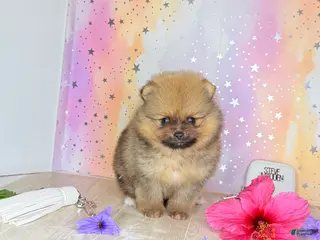 Pomeranian dogs Pomeranian 1 - Ad 36