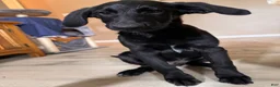 Mixed Breed dogs for sale: Mixed Breed 1 - Ad 2