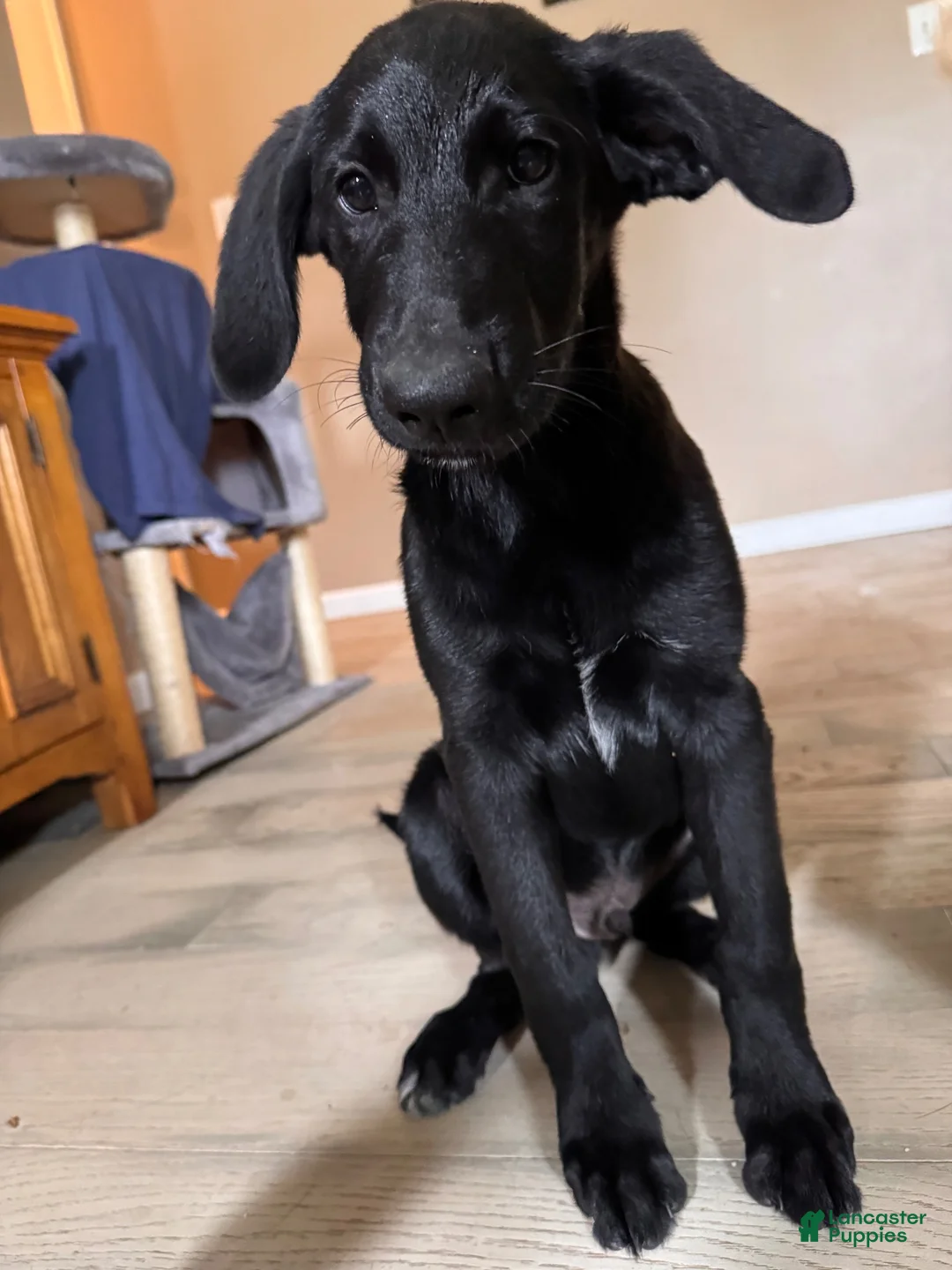 Mixed Breed dogs for sale: Mixed Breed 1 - Ad 2