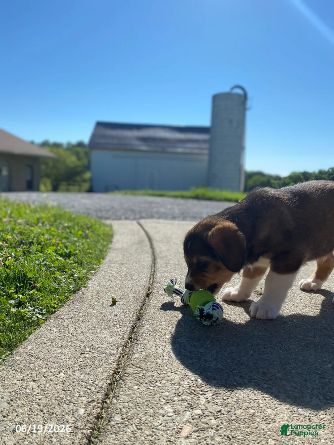 Mixed Breed dogs for sale: Teddy - Ad 3
