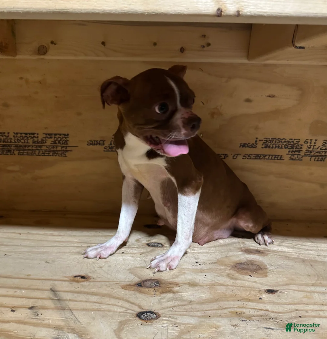 Mixed Breed dogs for sale: Mixed Breed Puppy 5 - Ad 5