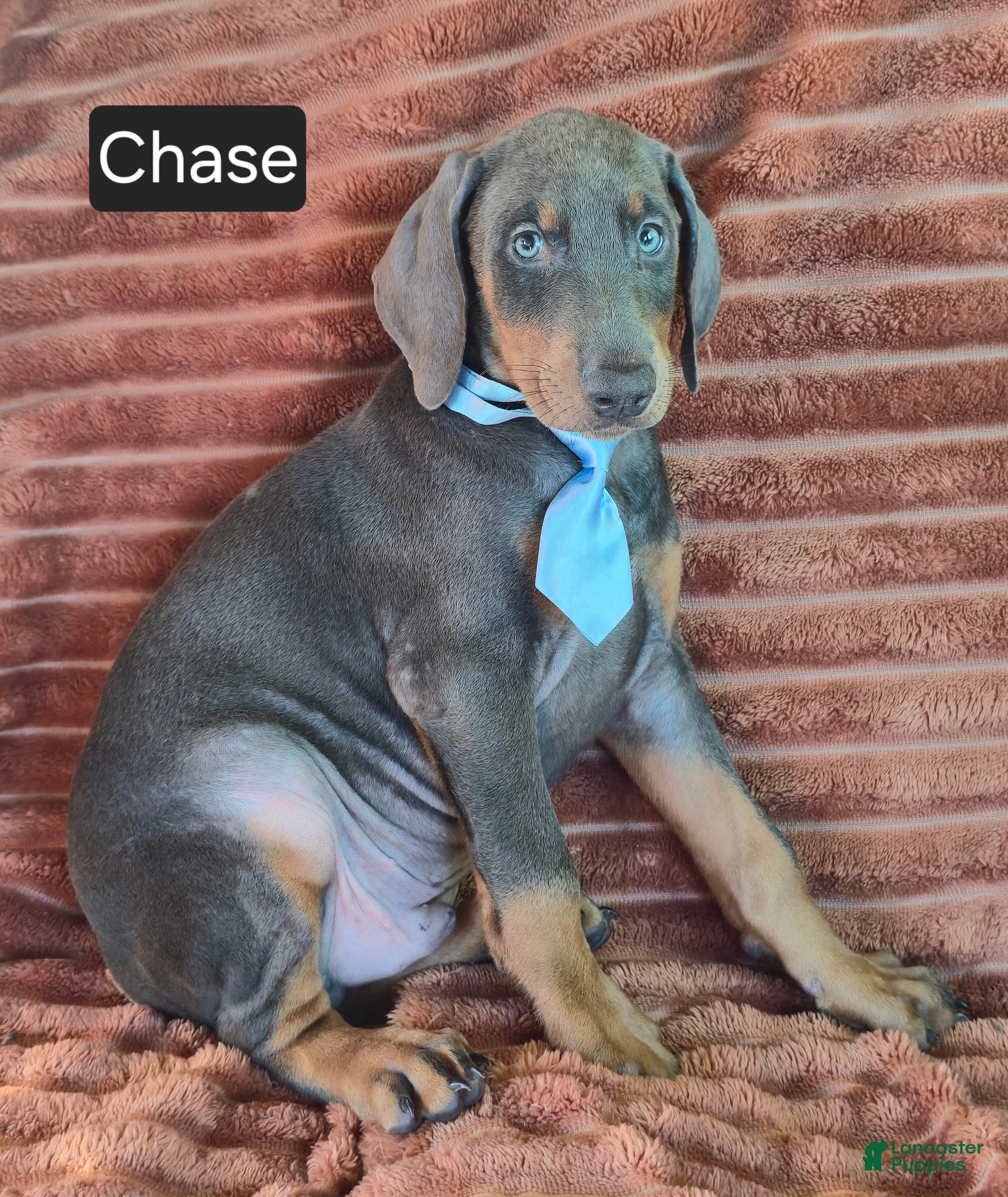 Doberman Pinscher dogs Chase - Ad 2