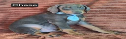 Doberman Pinscher dogs for sale: Chase - Ad 2