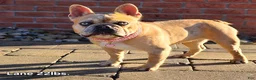French Bulldog dogs for sale: Diesel - Ad 9