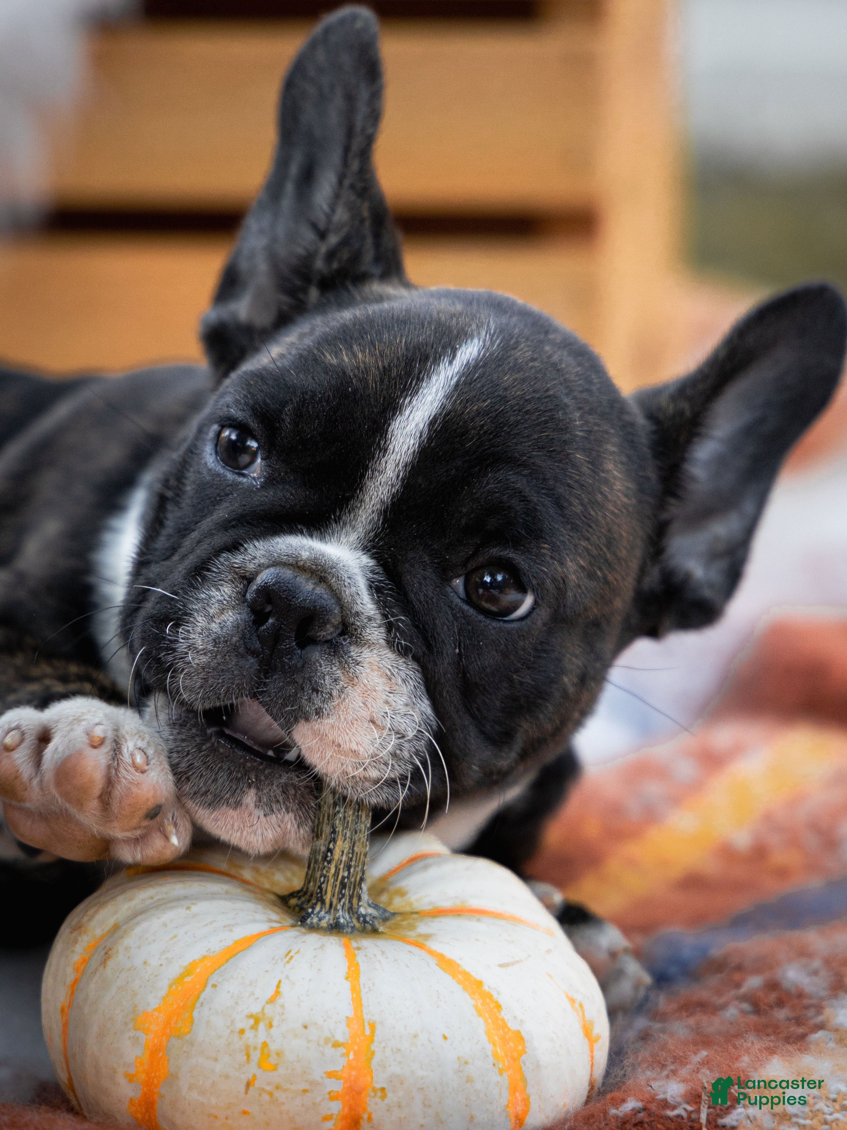 French Bulldog dogs Cece  - Ad 2
