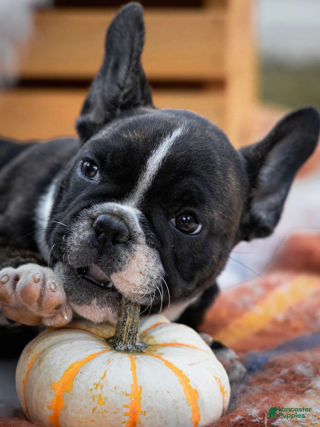 French Bulldog dogs for sale: Cece  - Ad 2
