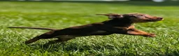 Miniature Dachshund dogs for sale: Comet - Ad 7