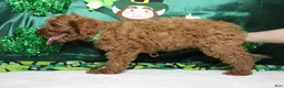 Cavapoo dogs for sale: Cinnamon  - Ad 7