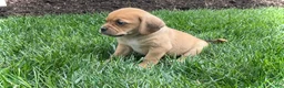 Puggle dogs for sale: Puggle 2 - Ad 5