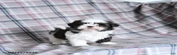 Shih Tzu dogs for sale: Kibble  - Ad 1