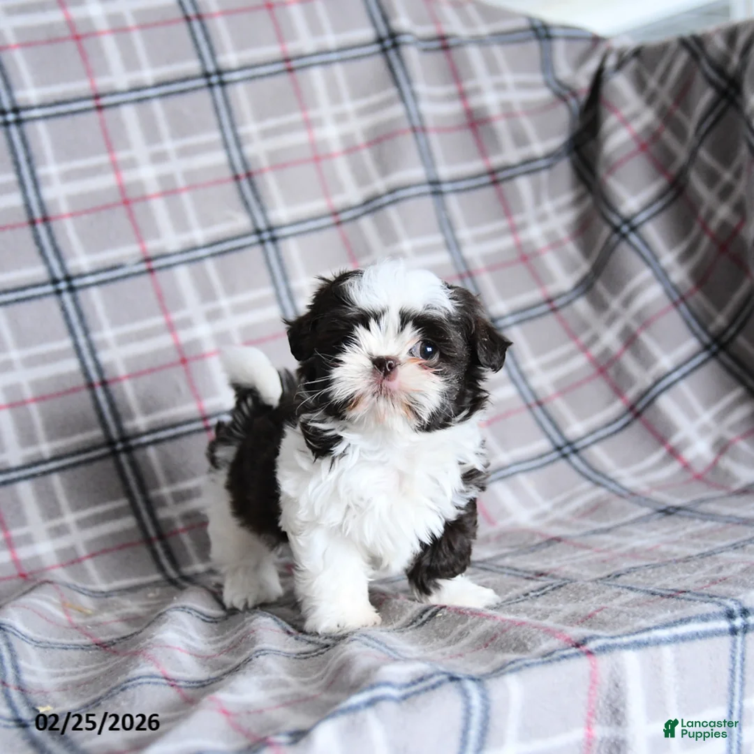 Shih Tzu dogs for sale: Kibble  - Ad 1