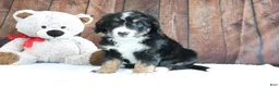 Mini Bernedoodle dogs for sale: Jase - Ad 1