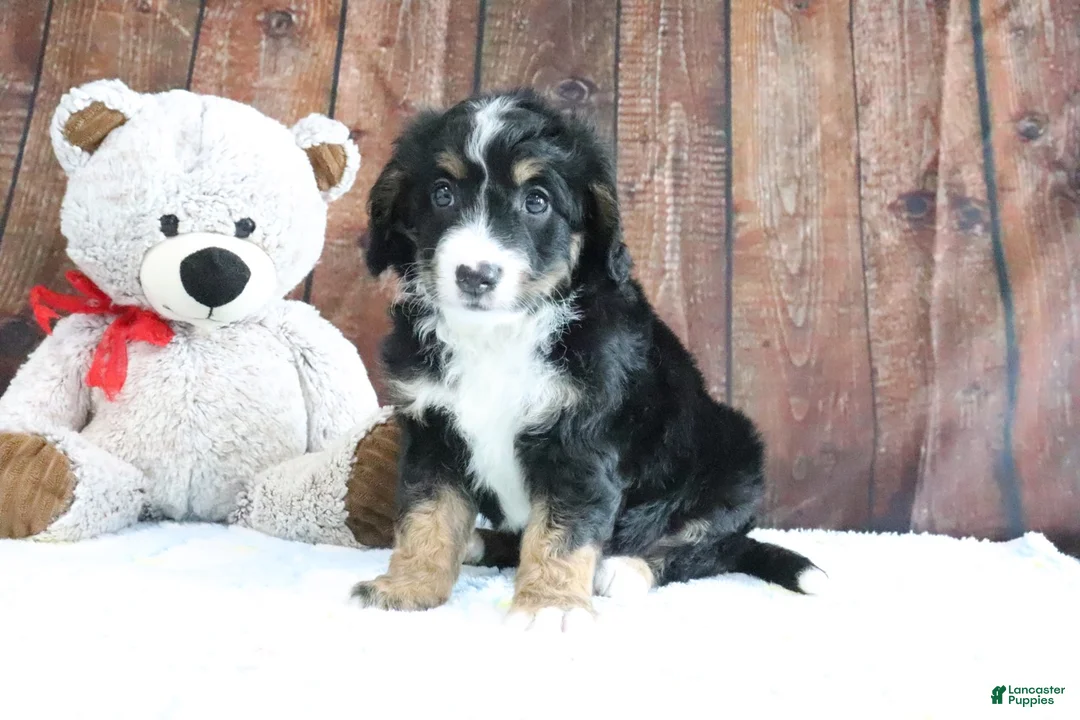 Mini Bernedoodle dogs for sale: Jase - Ad 1