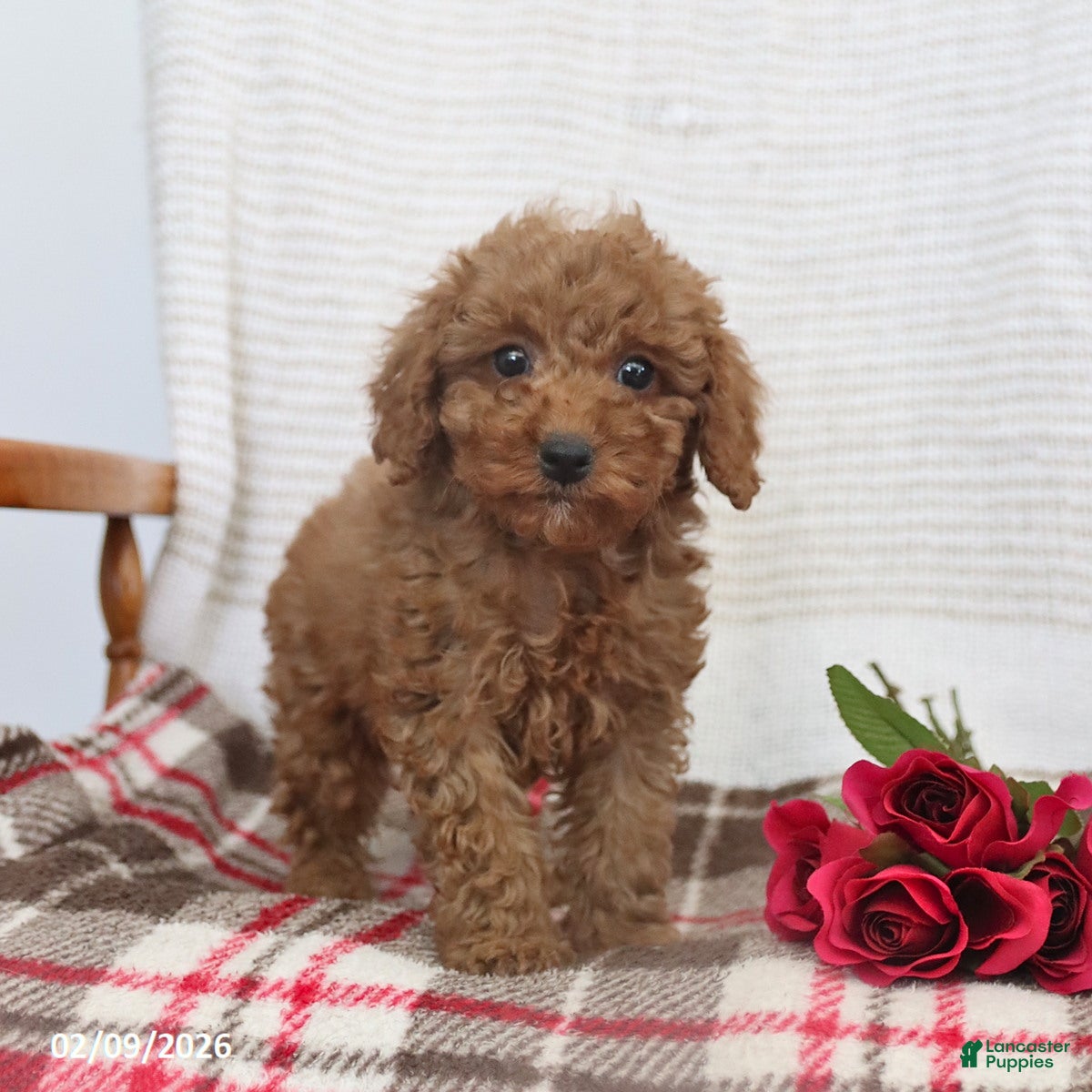 Cockapoo dogs Jadon - Ad 27