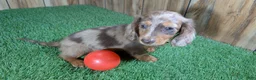 Miniature Dachshund dogs for sale: Sweetie Boy 2 - Ad 4