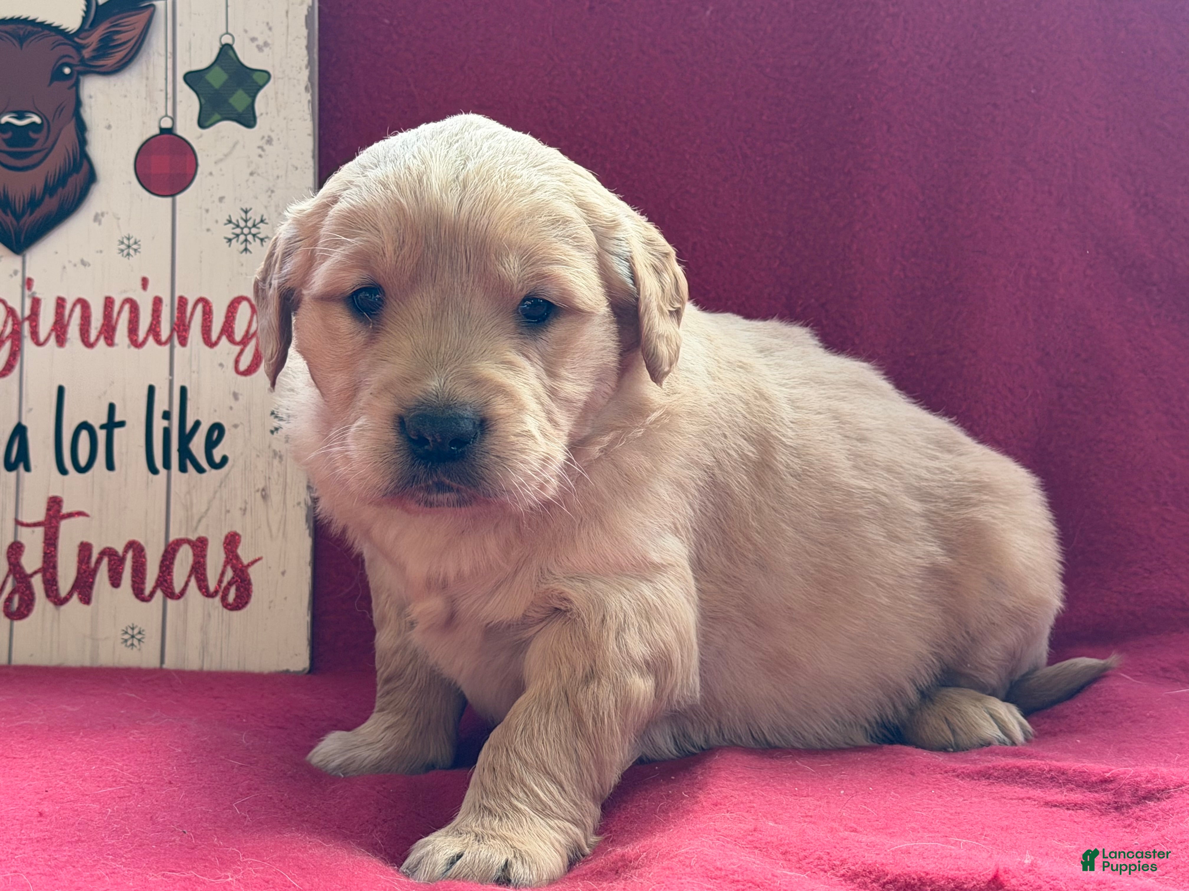 Golden Retriever dogs Glee  - Ad 23