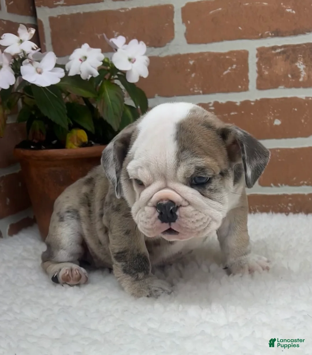 English Bulldog dogs for sale: Teresa - Ad 2
