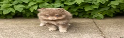 Pomeranian dogs for sale: Kota  - Ad 4