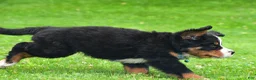Bernese Mountain Dog dogs for sale: Ned - Ad 7