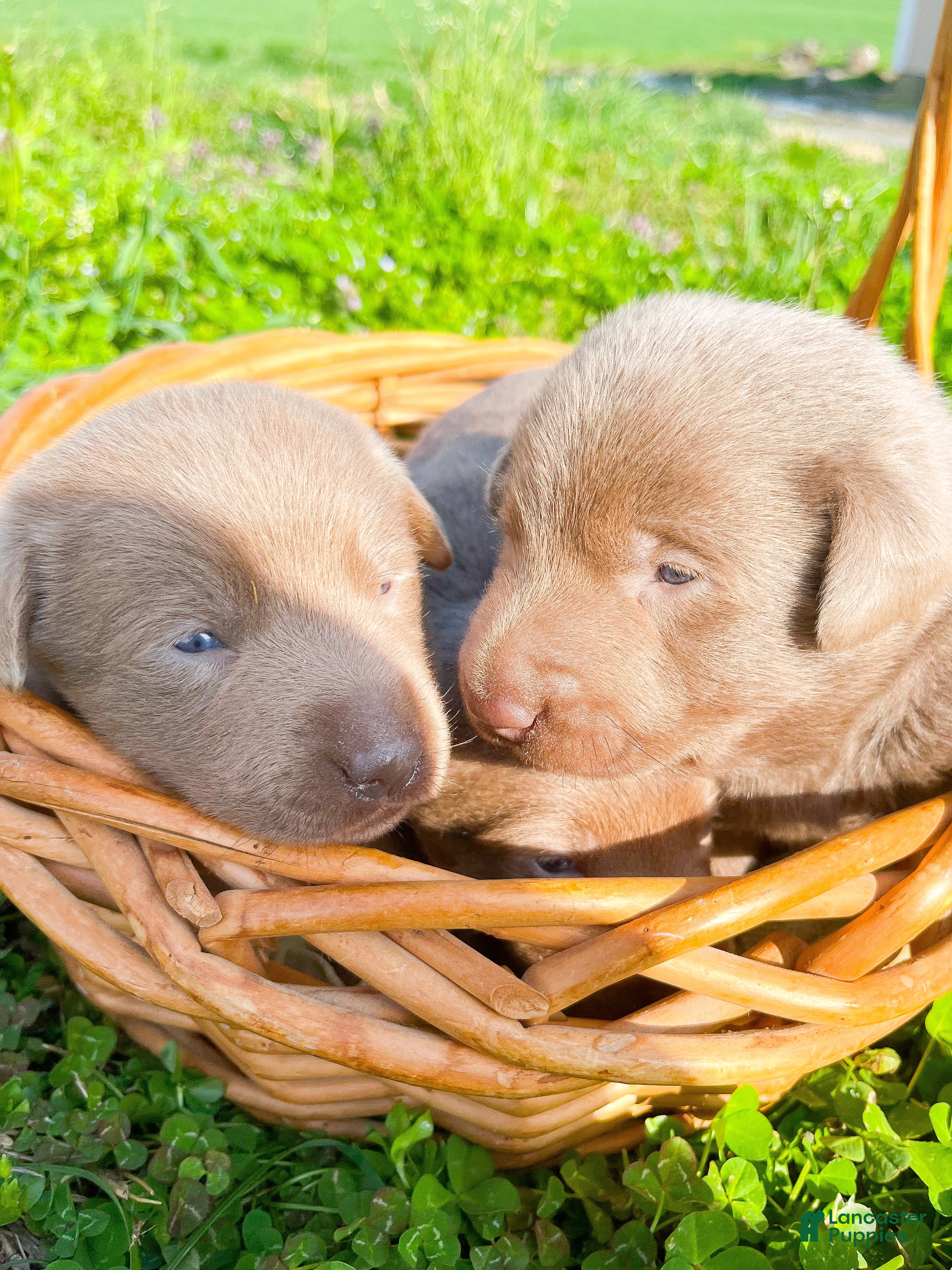 Labrador Retriever dogs for sale: Lou Lou - Ad 1