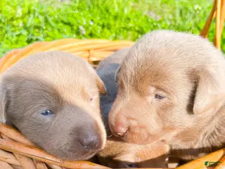Labrador Retriever dogs for sale: Lou Lou - Ad 1