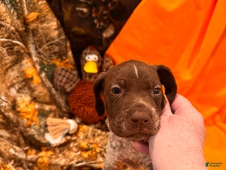 German Shorthaired Pointer dogs - Ad 9