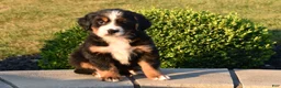 Bernese Mountain Dog dogs for sale: Teddy - Ad 3