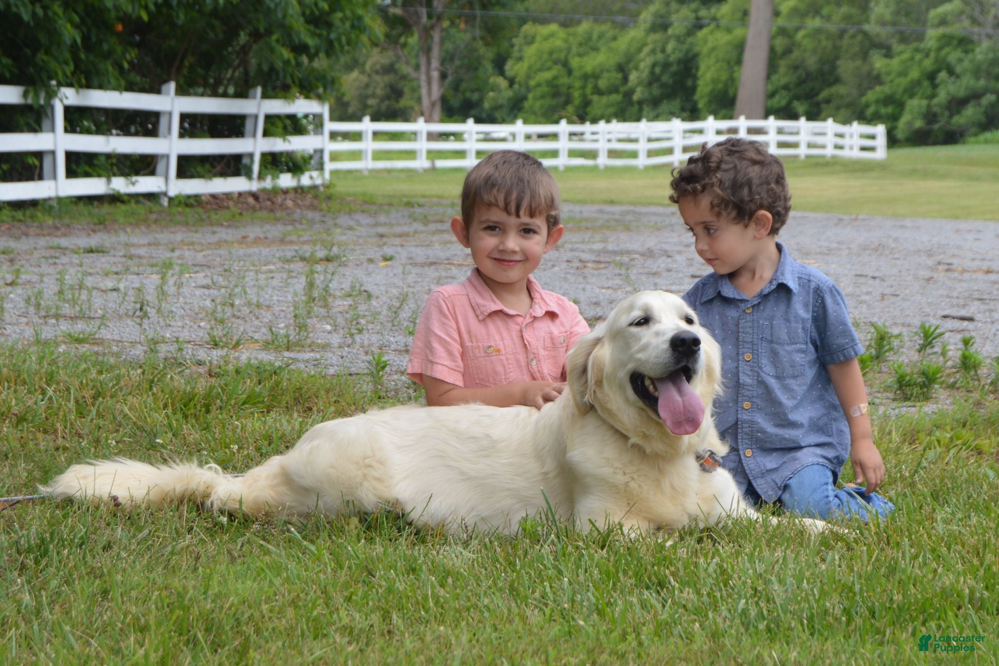 Golden Retriever dogs AKC Miss Willow is READY NOW! - Ad 2