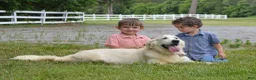 Golden Retriever dogs for sale: Bailey - Ad 4