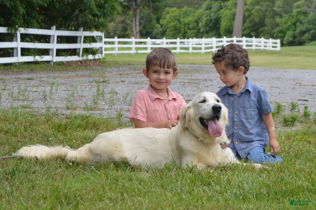 Golden Retriever dogs for sale: Bailey - Ad 4