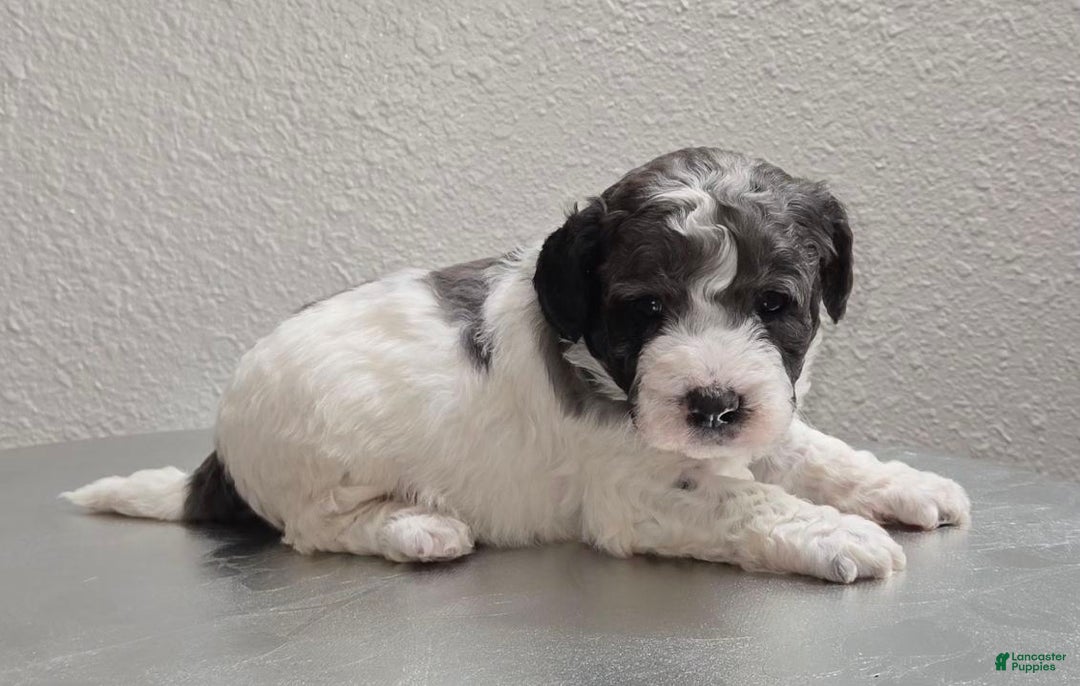 Mini Goldendoodle dogs for sale: Smokey - Ad 2