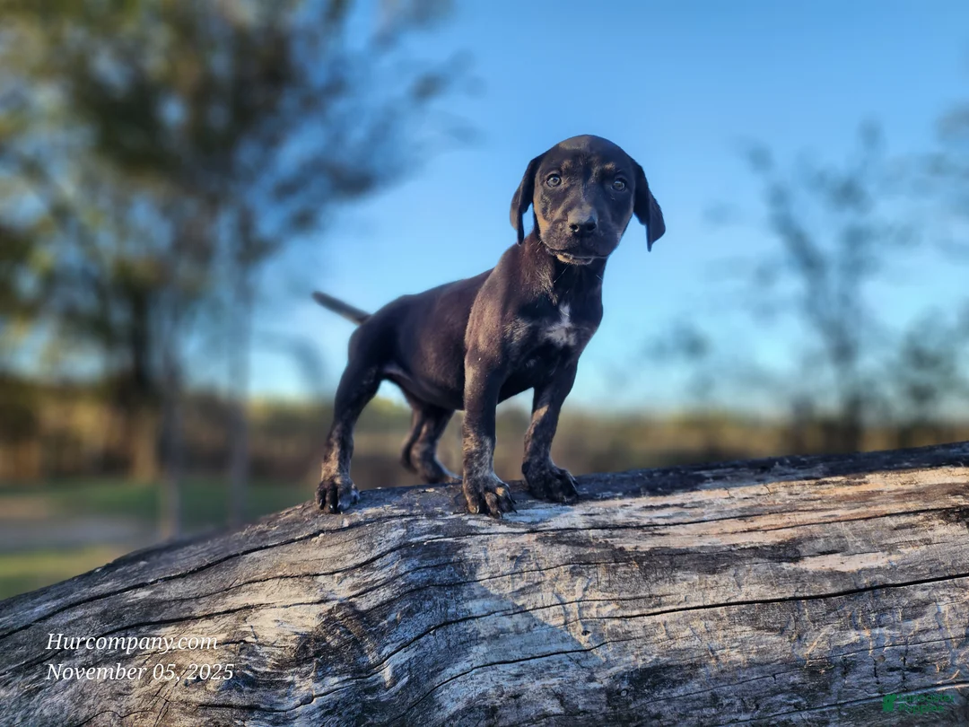 Catahoula Leopard Dog dogs for sale: Tracy II 2025 Female 5 - Ad 3