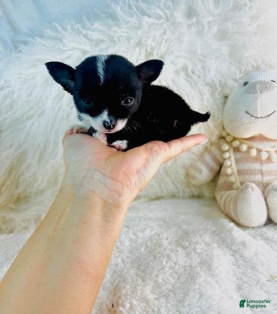 Chihuahua dogs Cosita - Ad 15