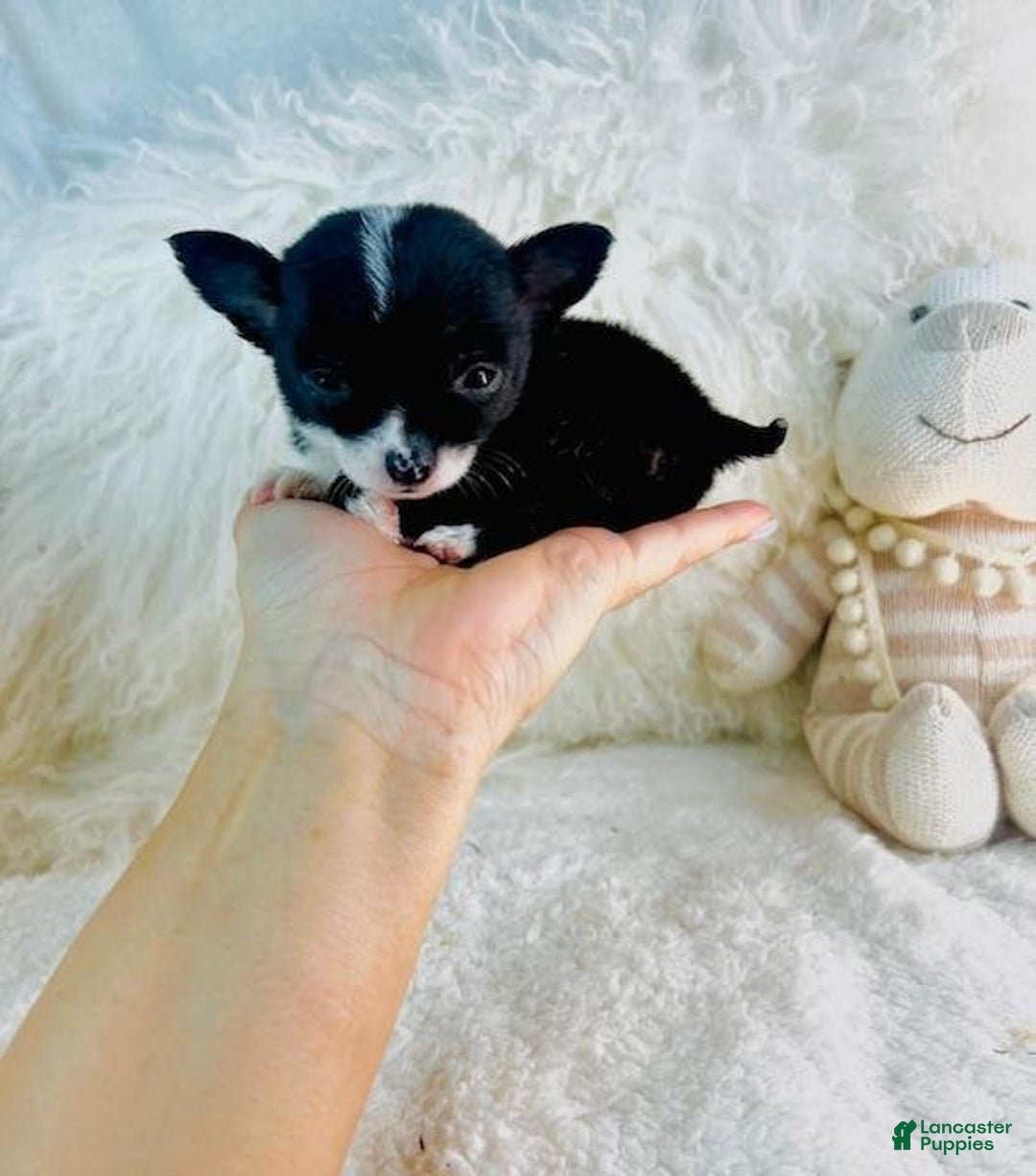 Chihuahua dogs for sale: Cosita - Ad 1