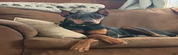 Doberman Pinscher dogs for sale: Bear - Ad 1