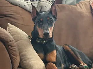Doberman Pinscher dogs Bear - Ad 25