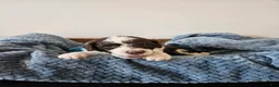 Portuguese Water Dog dogs for sale: Spot - Ad 2