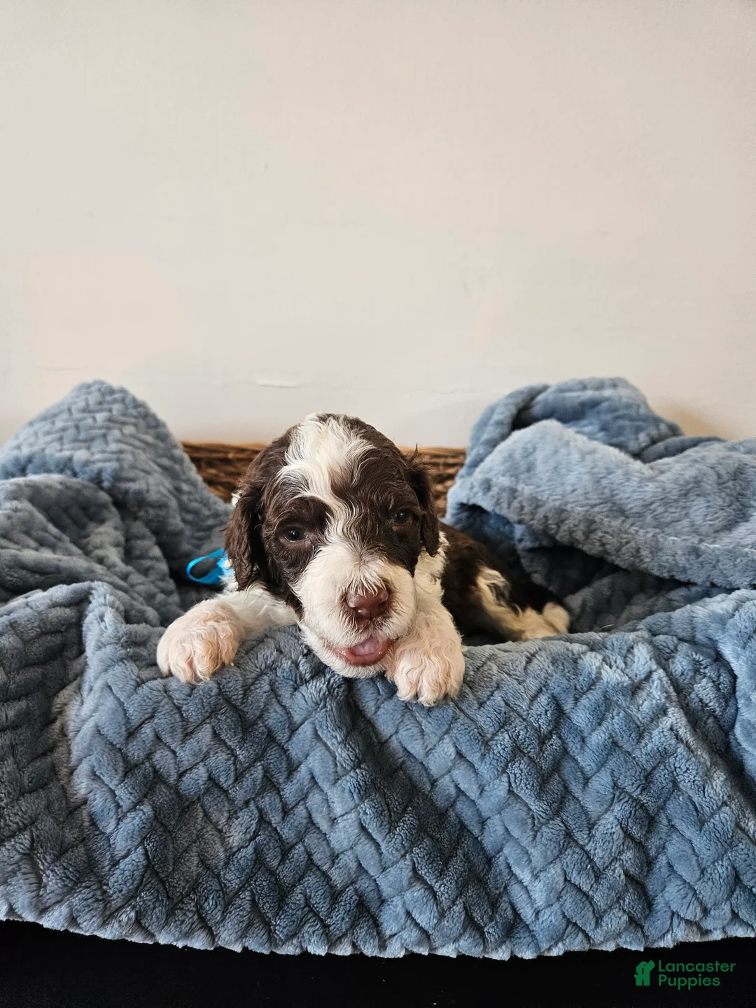 Portuguese Water Dog dogs for sale: Spot - Ad 2