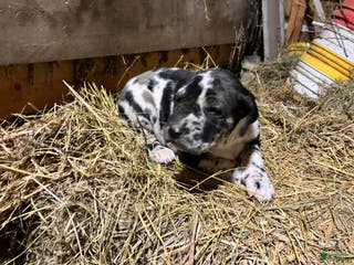 Great Dane dogs Little Jack - Ad 14