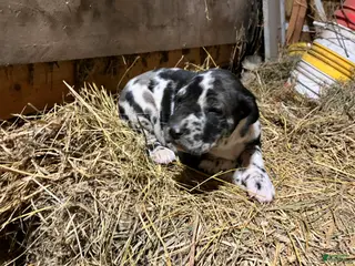 Great Dane dogs Little Jack - Ad 29