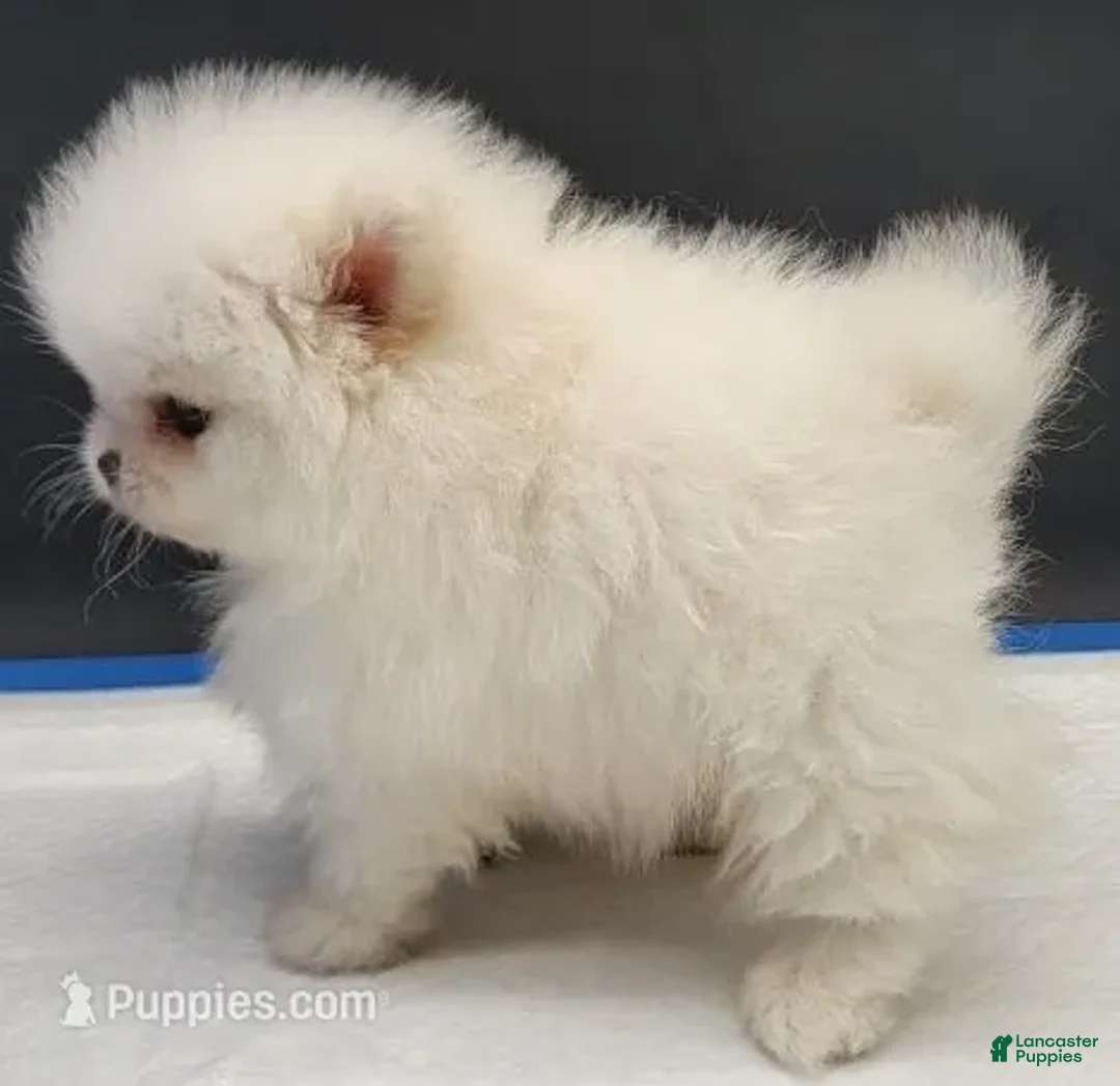 Pomeranian dogs for sale: Pomeranian Puppy 2 - Ad 5