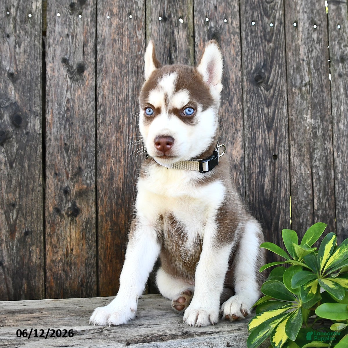 Siberian Husky dogs Blake - Ad 2