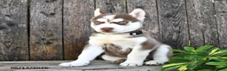 Siberian Husky dogs for sale: Blake - Ad 2