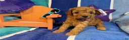 Toy Poodle dogs for sale: June - Ad 3