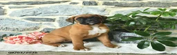 Boxer dogs for sale: Clementine - Ad 3